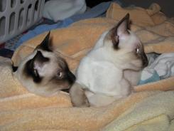 more kittens